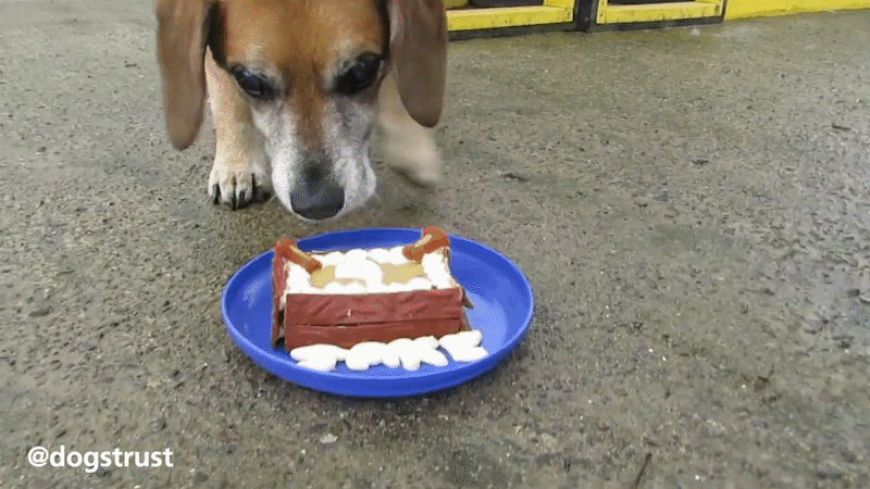 Oxford couple tuck into 'deranged' cake replica of pet dog - BBC News