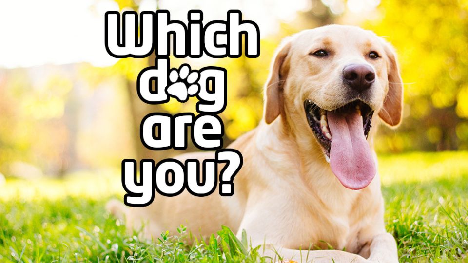 Quiz to determine dog 2024 breed